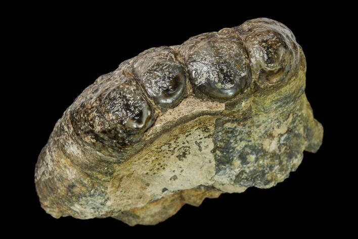 Bargain, Partial, Fossil Stegodon Molar - Indonesia #149735